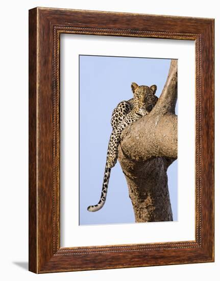 Kenya, Taita-Taveta County, Tsavo East National Park. a Leopard Lying on the Branch of a Tree.-Nigel Pavitt-Framed Photographic Print