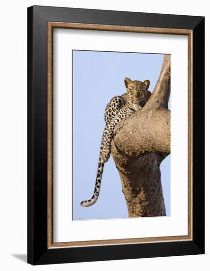 Kenya, Taita-Taveta County, Tsavo East National Park. a Leopard Lying on the Branch of a Tree.-Nigel Pavitt-Framed Photographic Print