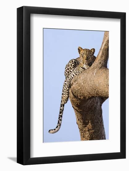 Kenya, Taita-Taveta County, Tsavo East National Park. a Leopard Lying on the Branch of a Tree.-Nigel Pavitt-Framed Photographic Print