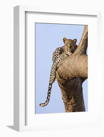 Kenya, Taita-Taveta County, Tsavo East National Park. a Leopard Lying on the Branch of a Tree.-Nigel Pavitt-Framed Photographic Print