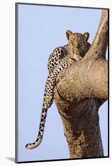 Kenya, Taita-Taveta County, Tsavo East National Park. a Leopard Lying on the Branch of a Tree.-Nigel Pavitt-Mounted Photographic Print