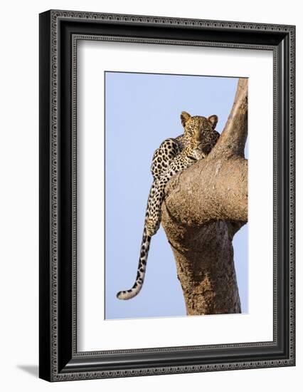 Kenya, Taita-Taveta County, Tsavo East National Park. a Leopard Lying on the Branch of a Tree.-Nigel Pavitt-Framed Photographic Print