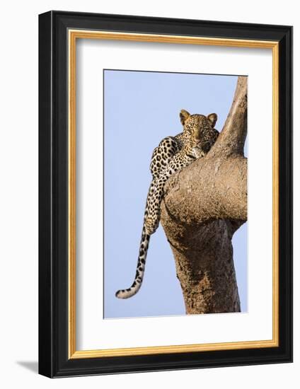 Kenya, Taita-Taveta County, Tsavo East National Park. a Leopard Lying on the Branch of a Tree.-Nigel Pavitt-Framed Photographic Print