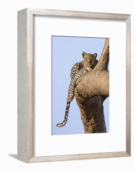 Kenya, Taita-Taveta County, Tsavo East National Park. a Leopard Lying on the Branch of a Tree.-Nigel Pavitt-Framed Photographic Print