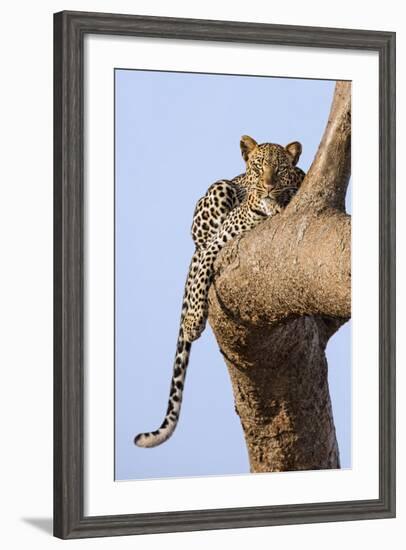 Kenya, Taita-Taveta County, Tsavo East National Park. a Leopard Lying on the Branch of a Tree.-Nigel Pavitt-Framed Photographic Print