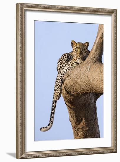 Kenya, Taita-Taveta County, Tsavo East National Park. a Leopard Lying on the Branch of a Tree.-Nigel Pavitt-Framed Photographic Print