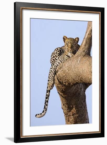 Kenya, Taita-Taveta County, Tsavo East National Park. a Leopard Lying on the Branch of a Tree.-Nigel Pavitt-Framed Photographic Print