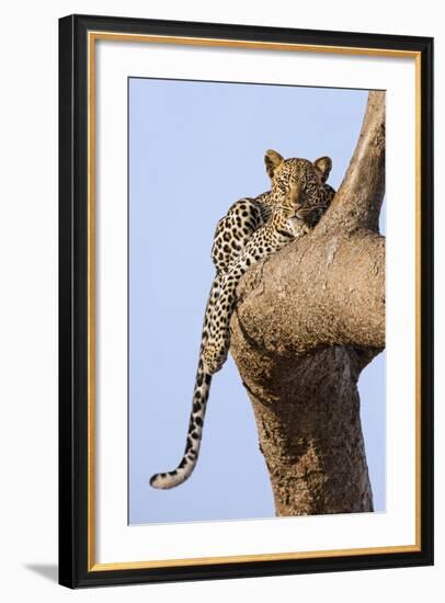 Kenya, Taita-Taveta County, Tsavo East National Park. a Leopard Lying on the Branch of a Tree.-Nigel Pavitt-Framed Photographic Print