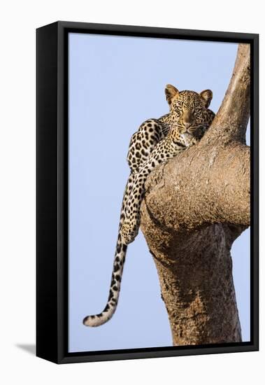 Kenya, Taita-Taveta County, Tsavo East National Park. a Leopard Lying on the Branch of a Tree.-Nigel Pavitt-Framed Premier Image Canvas