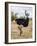 Kenya, Taita-Taveta County, Tsavo East National Park. a Male Somali Ostrich.-Nigel Pavitt-Framed Photographic Print