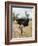 Kenya, Taita-Taveta County, Tsavo East National Park. a Male Somali Ostrich.-Nigel Pavitt-Framed Photographic Print