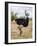 Kenya, Taita-Taveta County, Tsavo East National Park. a Male Somali Ostrich.-Nigel Pavitt-Framed Photographic Print