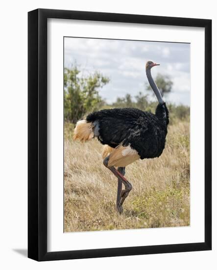 Kenya, Taita-Taveta County, Tsavo East National Park. a Male Somali Ostrich.-Nigel Pavitt-Framed Photographic Print