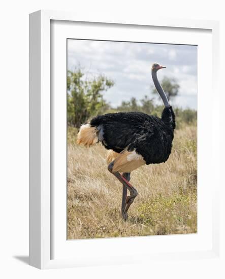 Kenya, Taita-Taveta County, Tsavo East National Park. a Male Somali Ostrich.-Nigel Pavitt-Framed Photographic Print