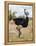 Kenya, Taita-Taveta County, Tsavo East National Park. a Male Somali Ostrich.-Nigel Pavitt-Framed Premier Image Canvas