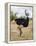 Kenya, Taita-Taveta County, Tsavo East National Park. a Male Somali Ostrich.-Nigel Pavitt-Framed Premier Image Canvas