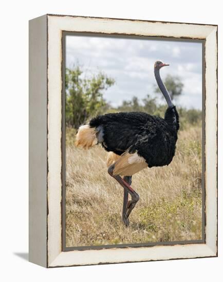 Kenya, Taita-Taveta County, Tsavo East National Park. a Male Somali Ostrich.-Nigel Pavitt-Framed Premier Image Canvas