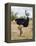 Kenya, Taita-Taveta County, Tsavo East National Park. a Male Somali Ostrich.-Nigel Pavitt-Framed Premier Image Canvas