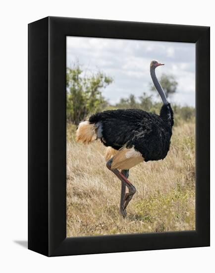 Kenya, Taita-Taveta County, Tsavo East National Park. a Male Somali Ostrich.-Nigel Pavitt-Framed Premier Image Canvas