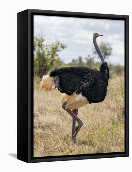 Kenya, Taita-Taveta County, Tsavo East National Park. a Male Somali Ostrich.-Nigel Pavitt-Framed Premier Image Canvas