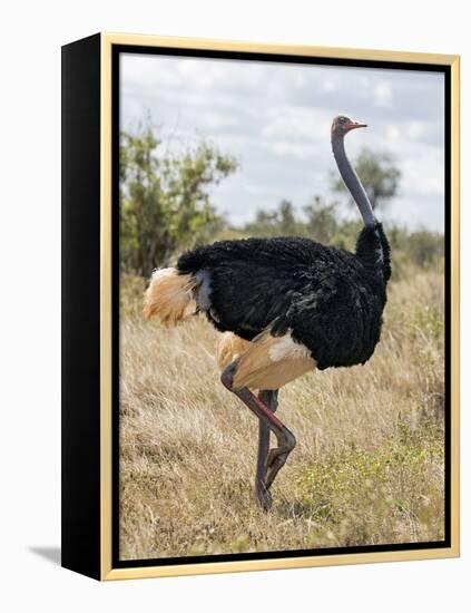 Kenya, Taita-Taveta County, Tsavo East National Park. a Male Somali Ostrich.-Nigel Pavitt-Framed Premier Image Canvas