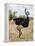 Kenya, Taita-Taveta County, Tsavo East National Park. a Male Somali Ostrich.-Nigel Pavitt-Framed Premier Image Canvas