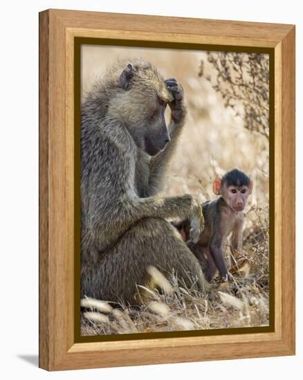 Kenya, Taita-Taveta County, Tsavo East National Park. an Olive Baboon with Her Baby.-Nigel Pavitt-Framed Premier Image Canvas