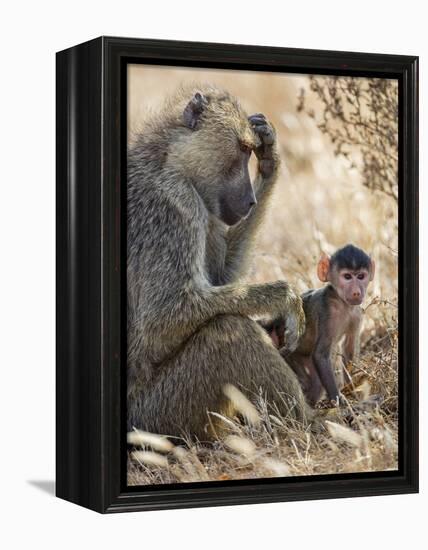 Kenya, Taita-Taveta County, Tsavo East National Park. an Olive Baboon with Her Baby.-Nigel Pavitt-Framed Premier Image Canvas