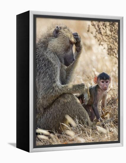 Kenya, Taita-Taveta County, Tsavo East National Park. an Olive Baboon with Her Baby.-Nigel Pavitt-Framed Premier Image Canvas