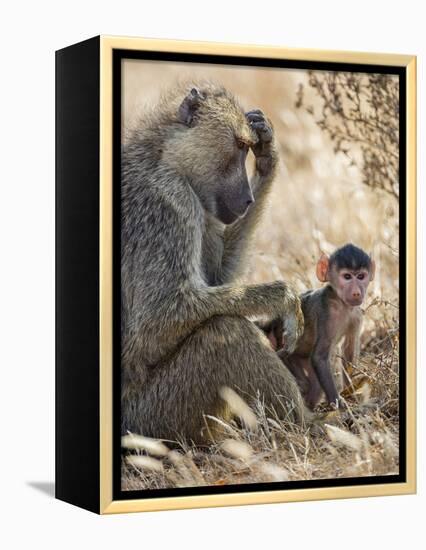 Kenya, Taita-Taveta County, Tsavo East National Park. an Olive Baboon with Her Baby.-Nigel Pavitt-Framed Premier Image Canvas