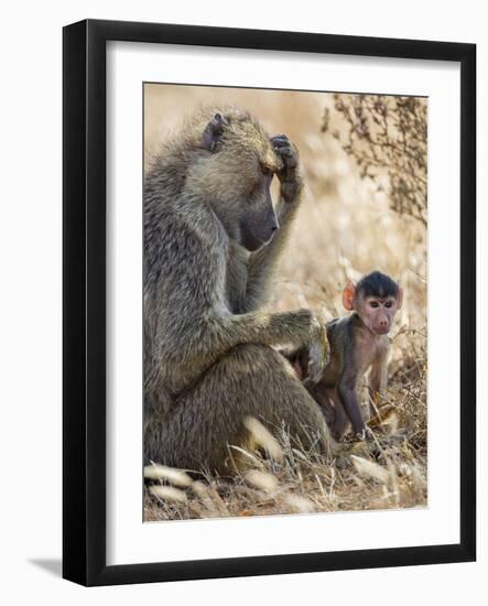 Kenya, Taita-Taveta County, Tsavo East National Park. an Olive Baboon with Her Baby.-Nigel Pavitt-Framed Photographic Print