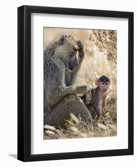 Kenya, Taita-Taveta County, Tsavo East National Park. an Olive Baboon with Her Baby.-Nigel Pavitt-Framed Photographic Print