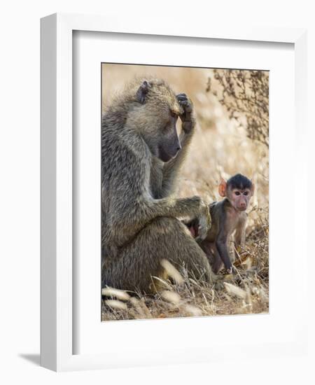 Kenya, Taita-Taveta County, Tsavo East National Park. an Olive Baboon with Her Baby.-Nigel Pavitt-Framed Photographic Print