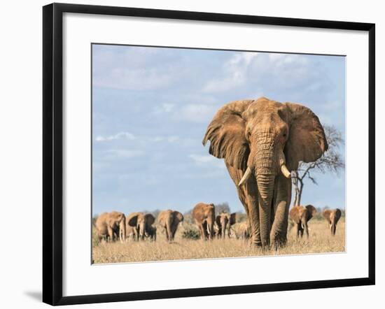 Kenya, Taita-Taveta County-Nigel Pavitt-Framed Photographic Print