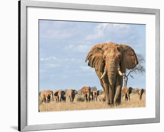 Kenya, Taita-Taveta County-Nigel Pavitt-Framed Photographic Print
