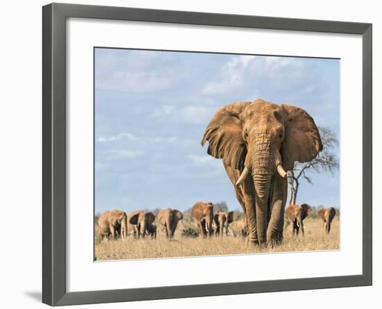 Kenya, Taita-Taveta County-Nigel Pavitt-Framed Photographic Print