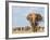 Kenya, Taita-Taveta County-Nigel Pavitt-Framed Photographic Print