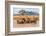 Kenya, Taita-Taveta County-Nigel Pavitt-Framed Photographic Print