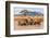 Kenya, Taita-Taveta County-Nigel Pavitt-Framed Photographic Print