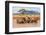 Kenya, Taita-Taveta County-Nigel Pavitt-Framed Photographic Print