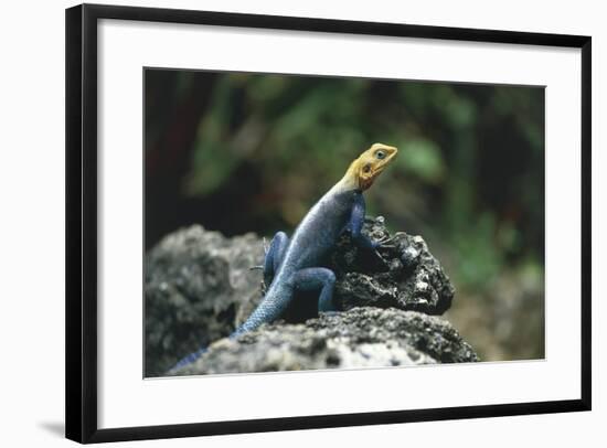 Kenya, Tsavo, Tsavo National Park, Red-Headed Agama-null-Framed Giclee Print