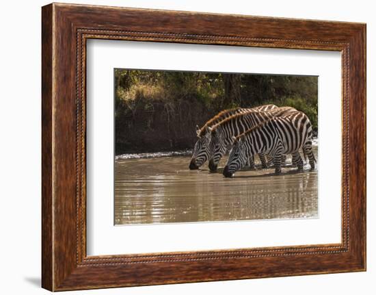 Kenya, Zebra, trio, drinking-George Theodore-Framed Photographic Print