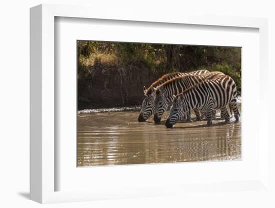 Kenya, Zebra, trio, drinking-George Theodore-Framed Photographic Print