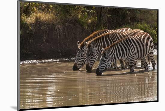 Kenya, Zebra, trio, drinking-George Theodore-Mounted Photographic Print