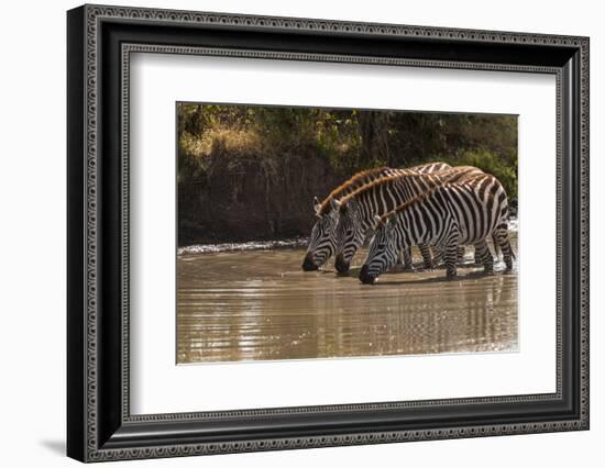 Kenya, Zebra, trio, drinking-George Theodore-Framed Photographic Print