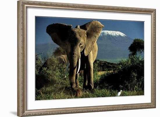 Kenyan Elephant-Jean-Michel Labat-Framed Art Print