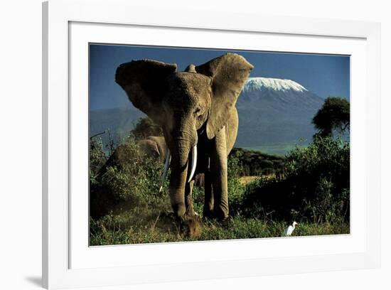 Kenyan Elephant-Jean-Michel Labat-Framed Art Print