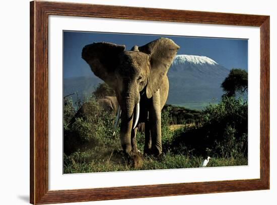 Kenyan Elephant-Jean-Michel Labat-Framed Art Print