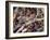 Kenyan Leopard, 1997-Odile Kidd-Framed Giclee Print