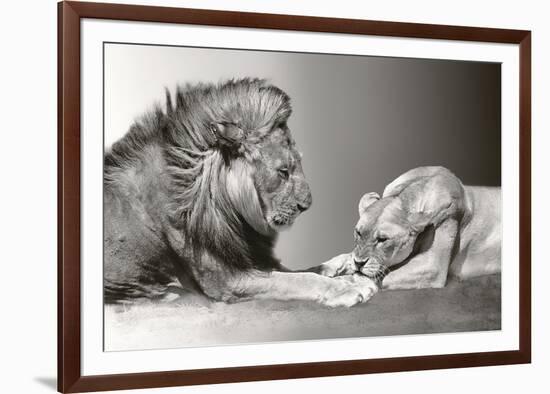 Kenyan Lions-Bobbie Goodrich-Framed Giclee Print